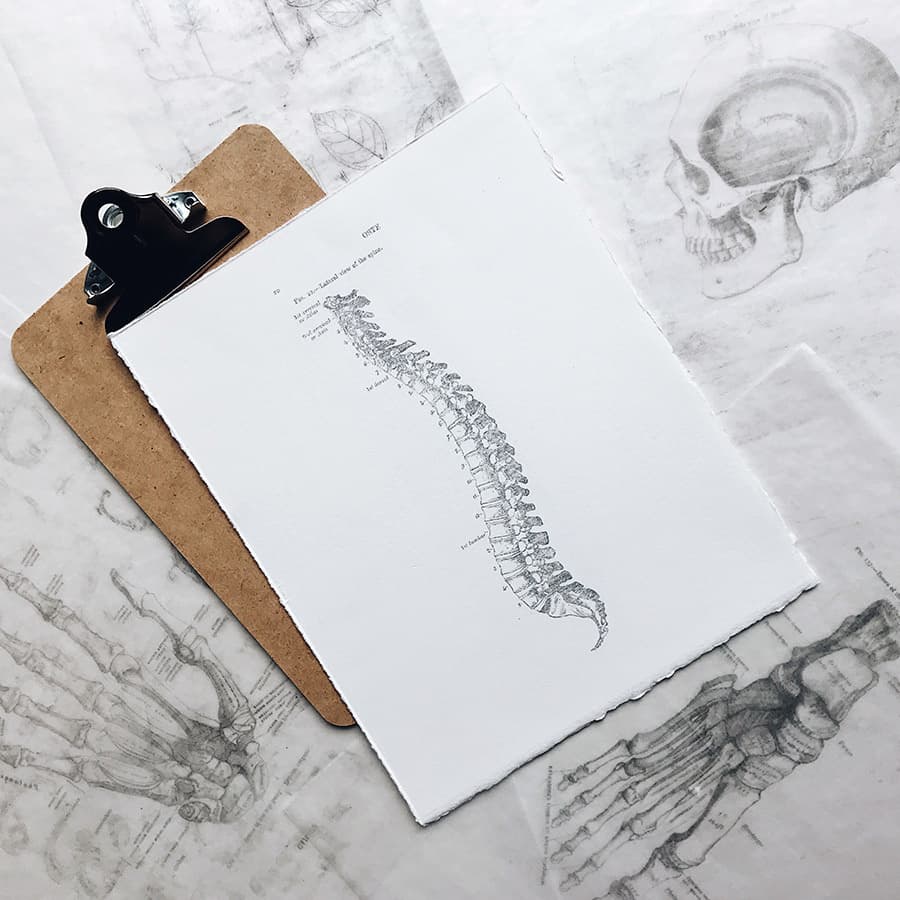 脊柱のイラスト